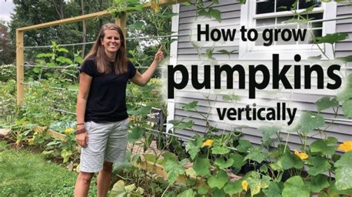 Can you Trellis pumpkins