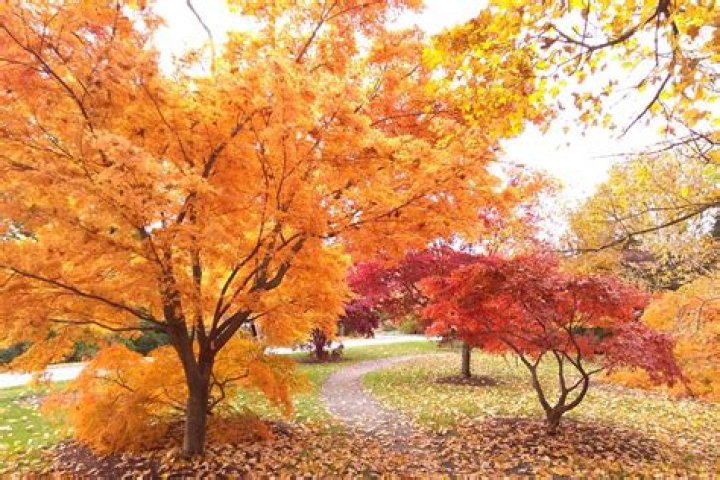 Can you trim trees in the fall?