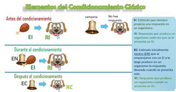 ¿Cuál es la diferencia entre conducta respondiente y operante