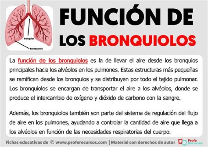 ¿Cuáles son las estructuras anexas al ojo y cuál es su función?