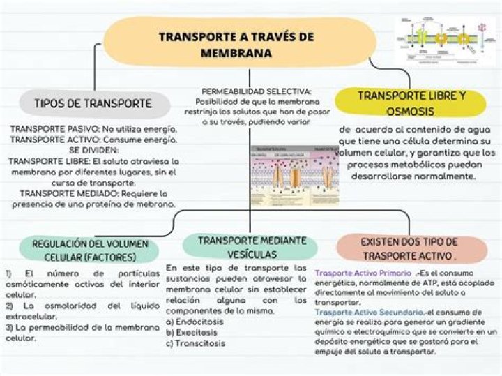 ¿Cuáles son los tipos de transporte celular