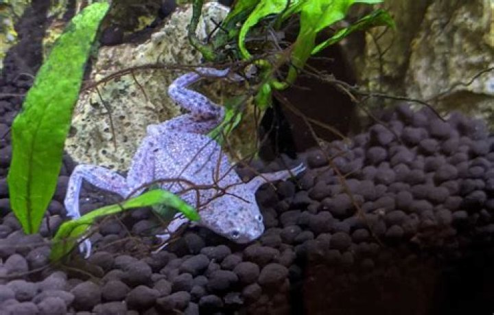 Do African dwarf frogs shed