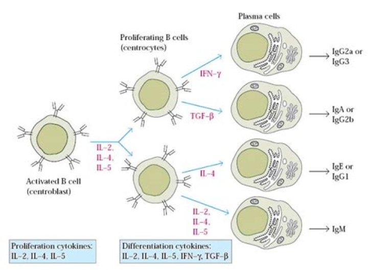 Do B cells divide