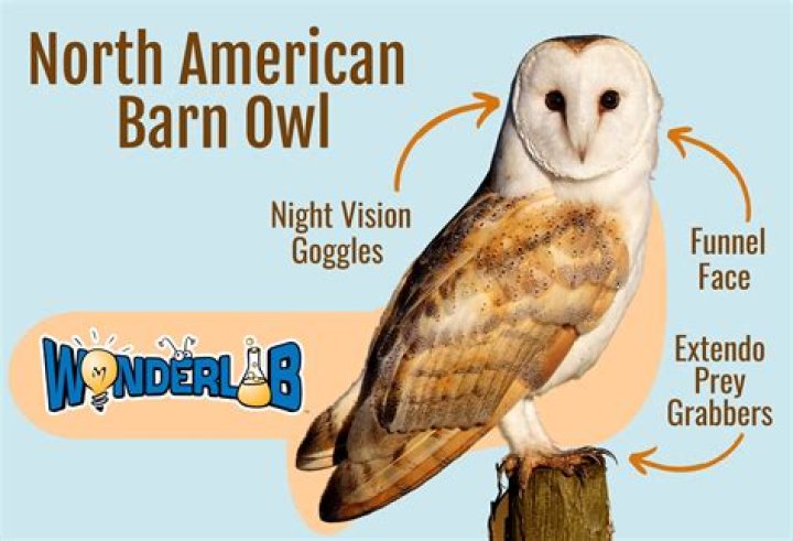 Do Barn owls live in forests