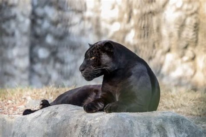 Do black panthers exist?