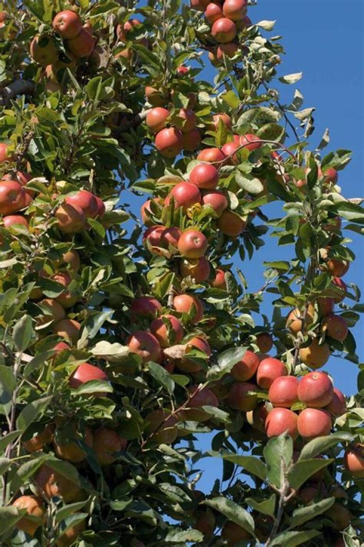 Do Braeburn apple trees need a pollinator