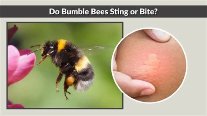 Do bumble bees sting or bite?
