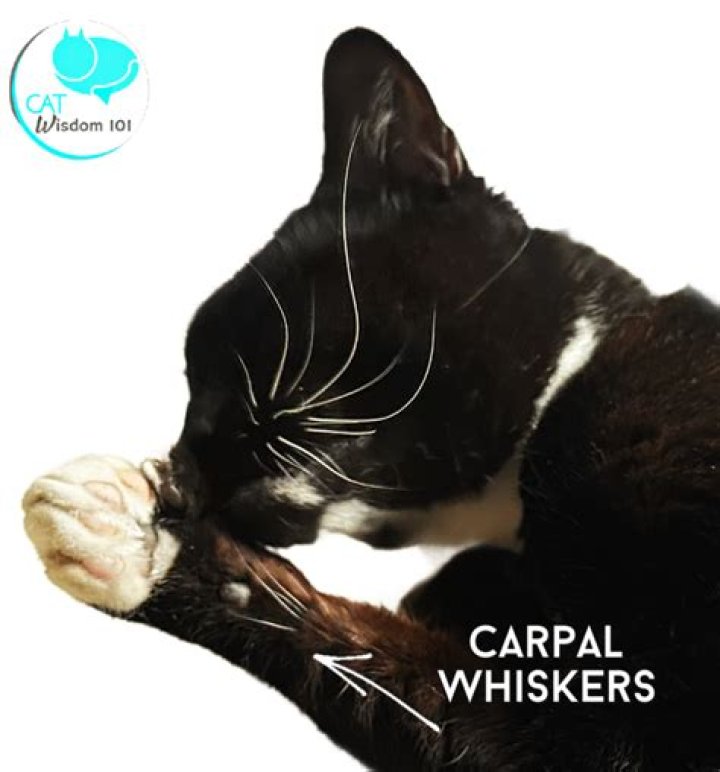 Do cats whiskers help them balance