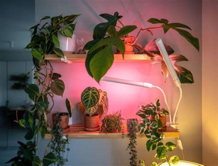 Do CFL bulbs help plants grow?