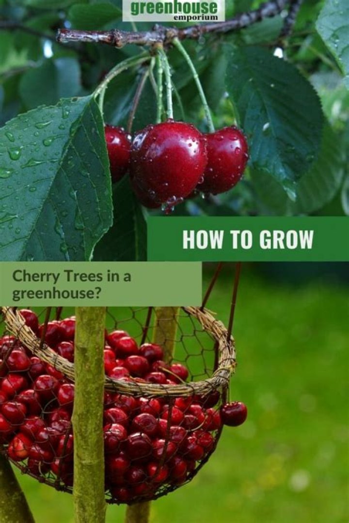 Do cherry trees need spraying