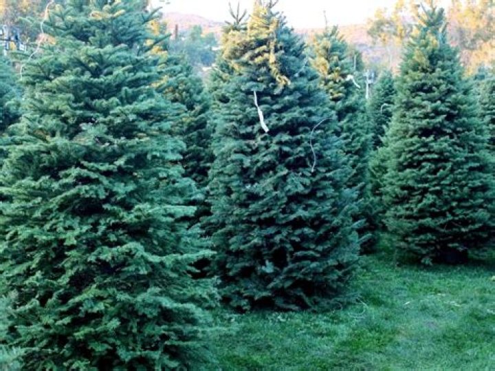 Do Christmas trees clean the air?