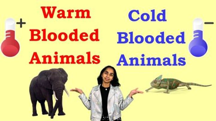 Do cold blooded animals produce heat?