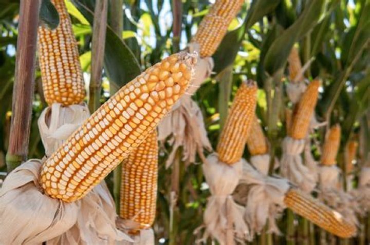 Do corn cobs burn? | ContextResponse.com