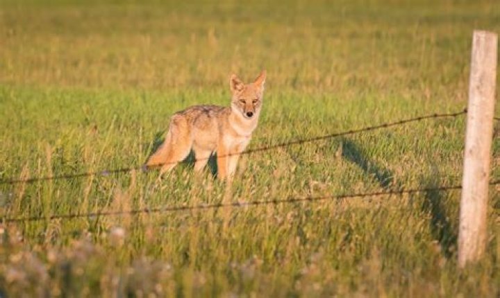 Do Coyotes climb fences