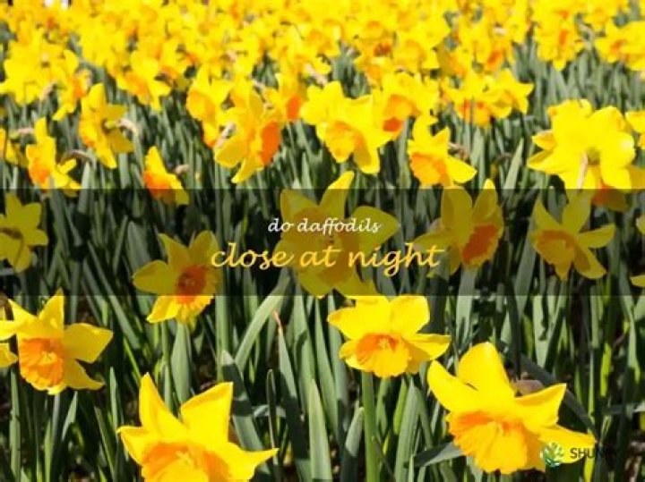 Do daffodils close at night?