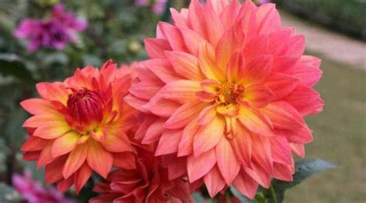 Do Dahlias like full sun