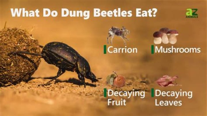 Do darkling beetles eat poop
