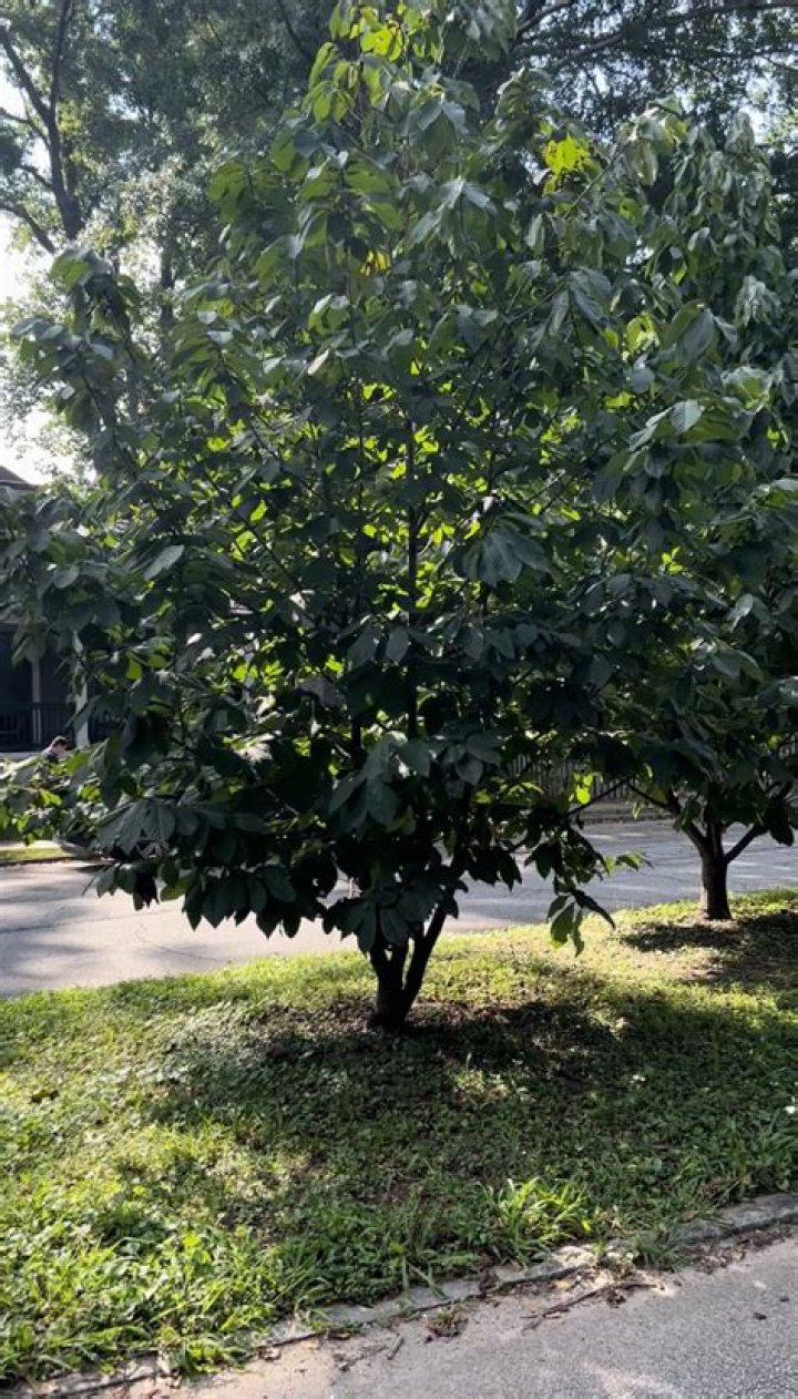 Do fall mums like sun or shade