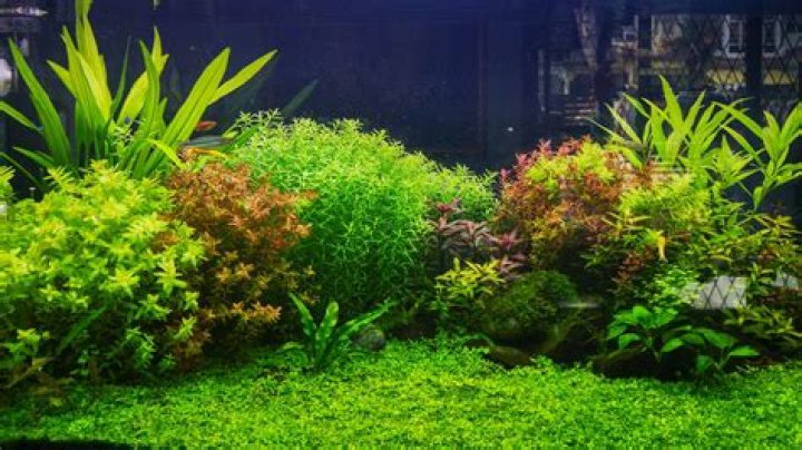 Do fish like plants in their tank
