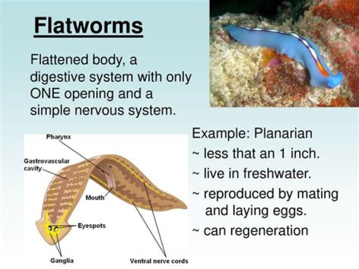 Do flatworms have organ systems
