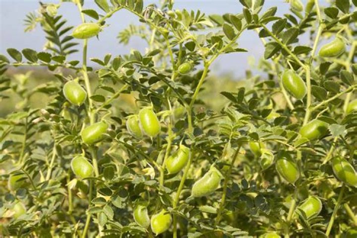 Do garbanzo beans need a trellis?