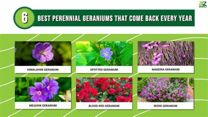 Do geraniums return every year