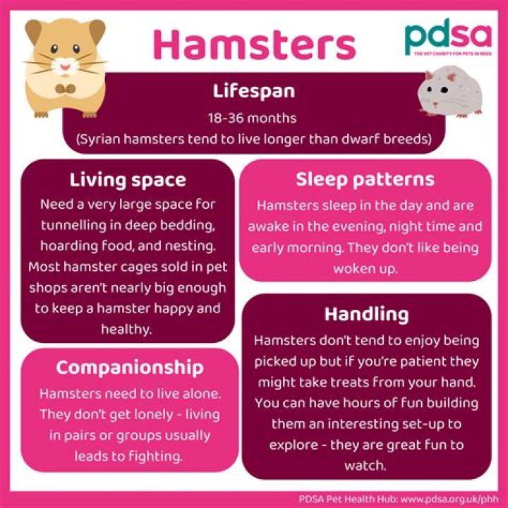 Do Hamsters like tunnels? | ContextResponse.com