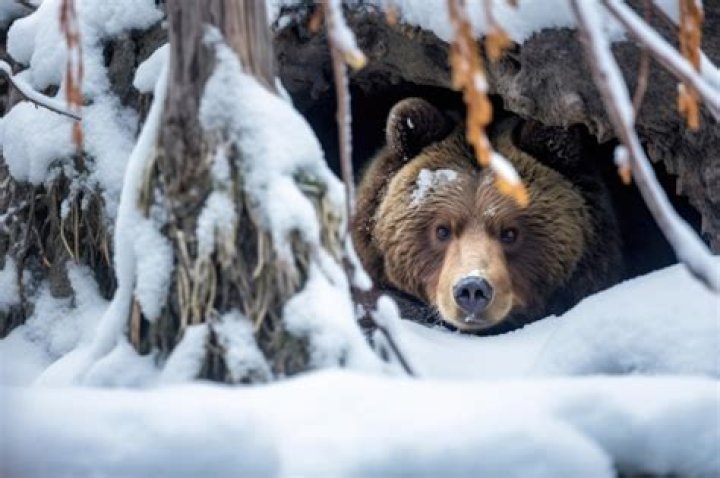 Do hibernating animals sleep all winter?