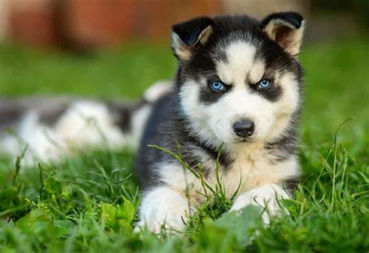 Do Huskies growl when they play?