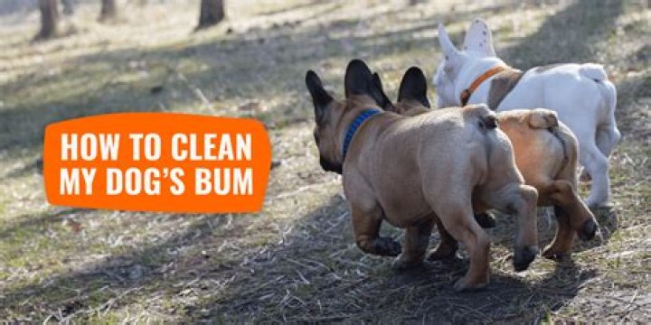 Do I have to clean my dogs bum