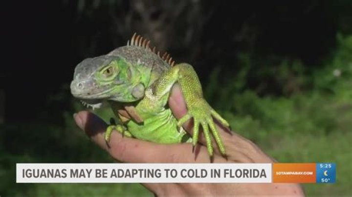 Do iguanas die in cold weather