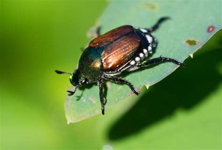 Do june bugs hibernate