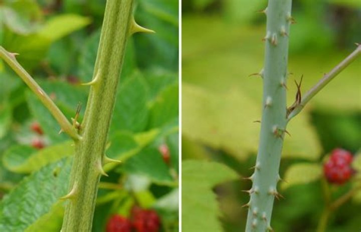 Do marionberry bushes have thorns