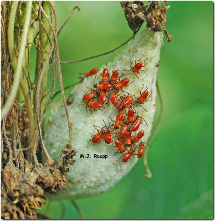 Do milkweed bugs fly? | ContextResponse.com