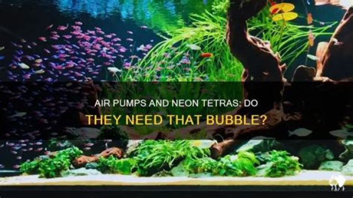 Do neon tetra fish need air pump?