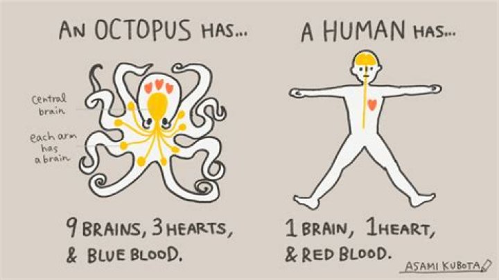 Do octopus have brains in their tentacles?