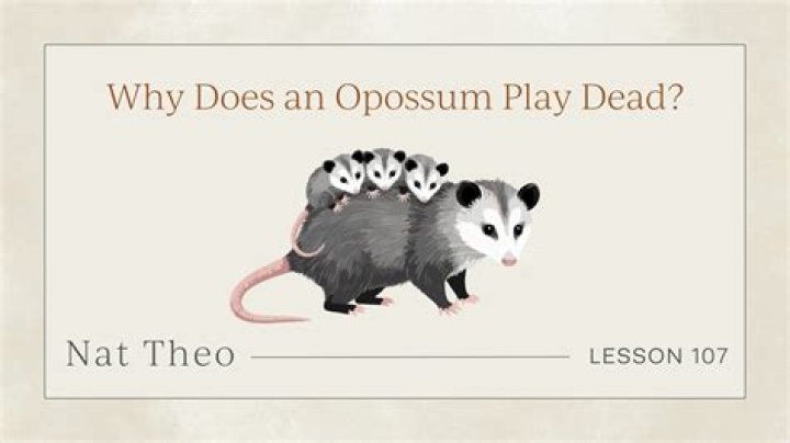 Do opossums play dead when they are in danger?