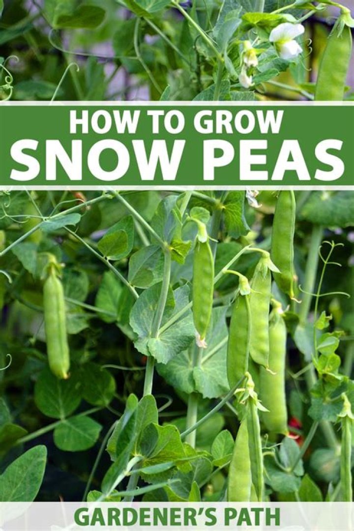 Do peas grow in the winter