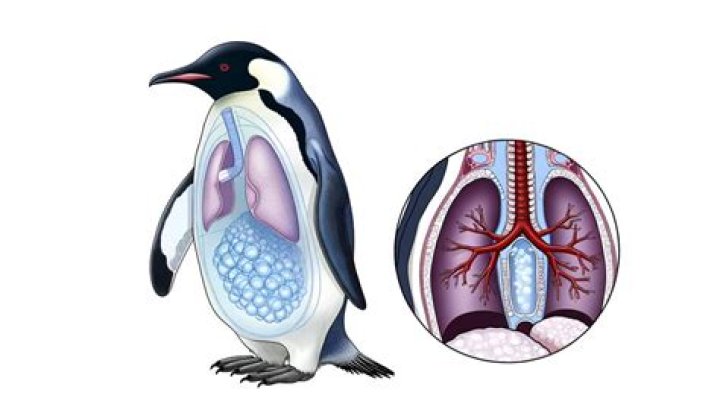 Do penguins have lungs