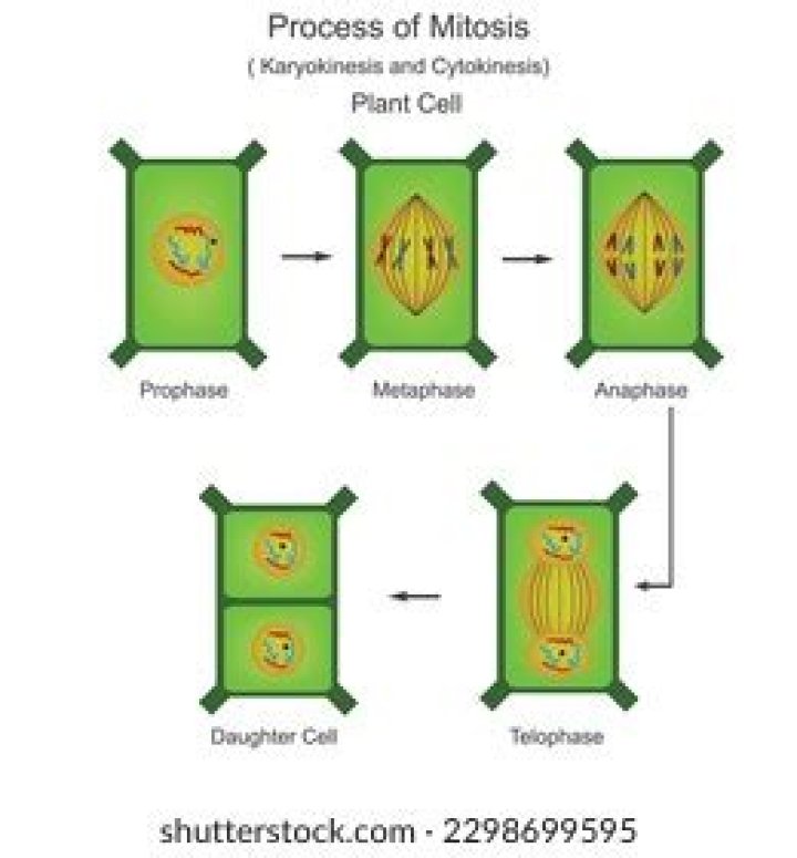 Do plant cells divide by mitosis