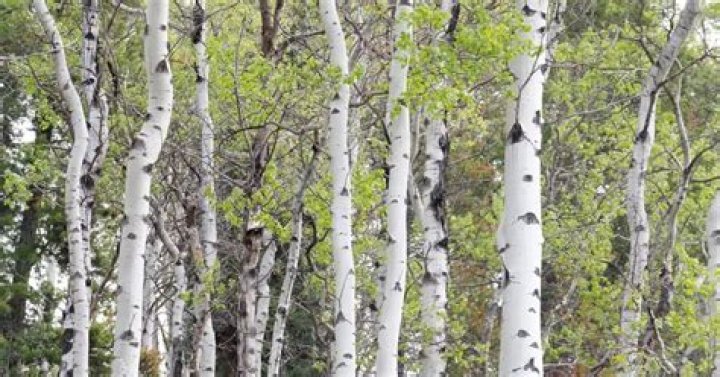 Do poplar trees have white bark