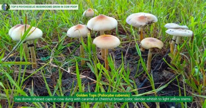 Do psychedelic mushrooms lose potency over time?