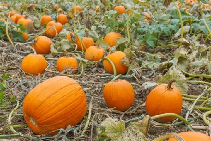 Do pumpkins grow in UK