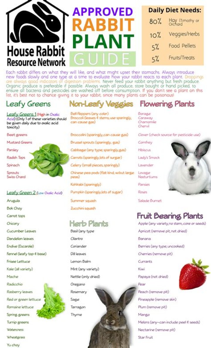 Do rabbits eat trees? | ContextResponse.com