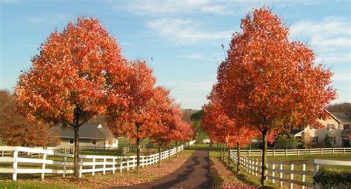 Do red maples turn green?