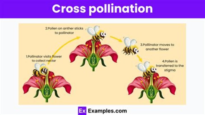 Do roses cross pollinate