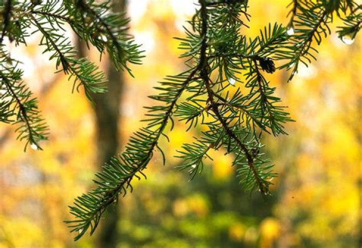 Do sequoia trees lose their needles?