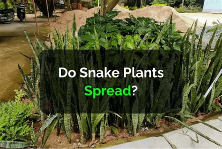 Do snake plants spread? | ContextResponse.com