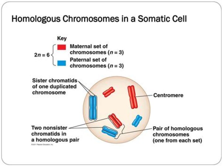 Do somatic cells have homologous chromosomes