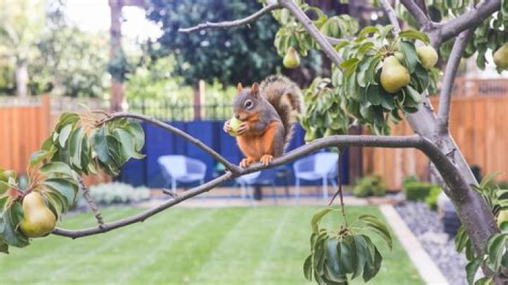 Do squirrels eat pear trees?